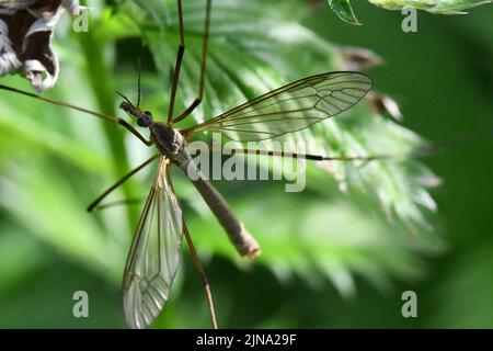 Cranefly, Tipula paludosa, Giant mosquito, Kilkenny, Ireland Stock Photo