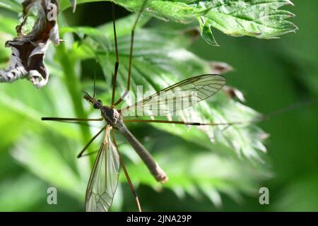 Cranefly, Tipula paludosa, Giant mosquito, Kilkenny, Ireland Stock Photo