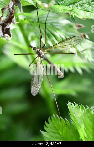 Cranefly, Tipula paludosa, Giant mosquito, Kilkenny, Ireland Stock Photo