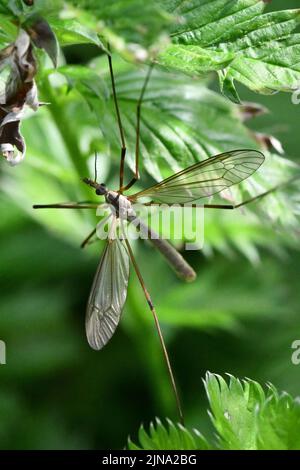 Cranefly, Tipula paludosa, Giant mosquito, Kilkenny, Ireland Stock Photo