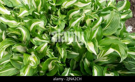 Green-white leaves of the WHIRLWIND host plant. View from above. Background from green leaves. Stock Photo