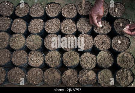 Overhead view of a farmer planting cocoa beans in plant pots, Indonesia Stock Photo