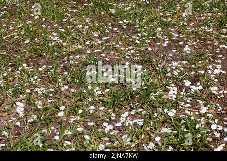 White cherry petals in grass on the ground close up Stock Photo