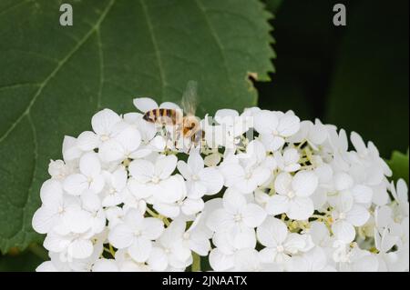 Honey Bee collecting pollen from a white hydrangea flower Stock Photo