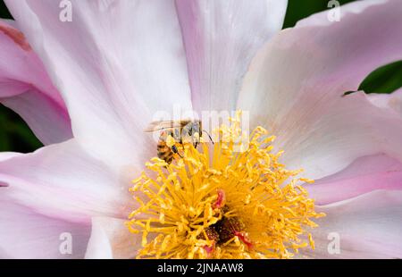 Honey Bee collecting yellow pollen from a pink peony Stock Photo