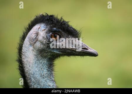 Portrait of a common emu (Dromaius novaehollandiae) on a green background Stock Photo