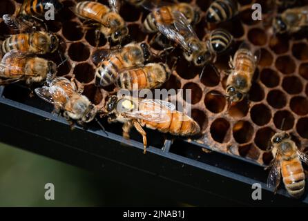 Honey Bees queen marked yellow surrounded by bees on a frame of pollen Stock Photo