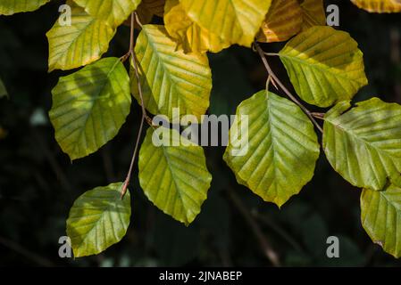 Beech leaves (Fagus sylvatica) photographed in early autumn just as the colours are beginning to change Stock Photo
