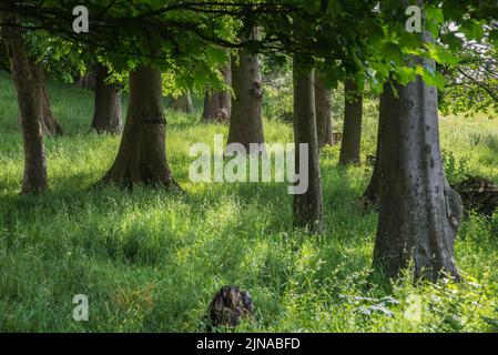 Sunlight shining through trees giving a dappled effect Stock Photo