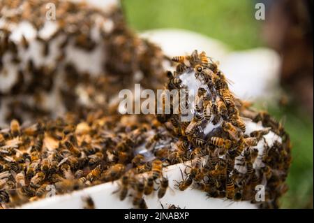 Close up of Honey Bee swarm with queen in queen clip on edge of box Stock Photo