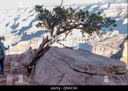 Tree growing out of rock on South Kaibab Trail in Grand Canyon National Park with canyon in the background Stock Photo