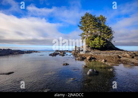 A tree growing on an exposed rock at the edge of Botany Bay in the Juan de Fuca Provincial Park on the west coast of Vancouver Island Stock Photo