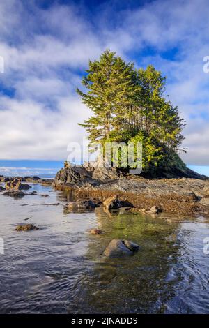 A tree growing on an exposed rock at the edge of Botany Bay in the Juan de Fuca Provincial Park on the west coast of Vancouver Island Stock Photo