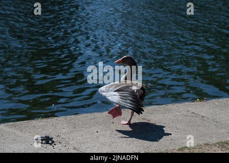 Bourne End, Buckinghamshire, UK. 10th August, 2022. A Greylag Goose has a bit out a stretch out next to the River Thames at Bourne End on another scorching hot day. Credit: Maureen McLean/Alamy Live News Stock Photo