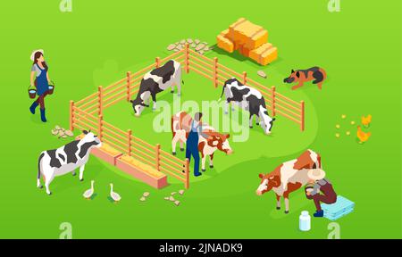 Vector of a livestock a cow farm in paddock and farmers men and woman taking care of them Stock Vector
