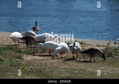 Bourne End, Buckinghamshire, UK. 10th August, 2022. Geese feeding on the last of a patch of few blades of grass next to the River Thames at Bourne End. Credit: Maureen McLean/Alamy Live News Stock Photo