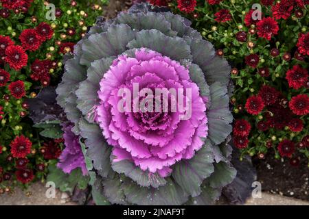 Ornamental cabbage or kale close up & red mums with rain drops, Vermont, Vt USA New England autumn cabbages fall Stock Photo