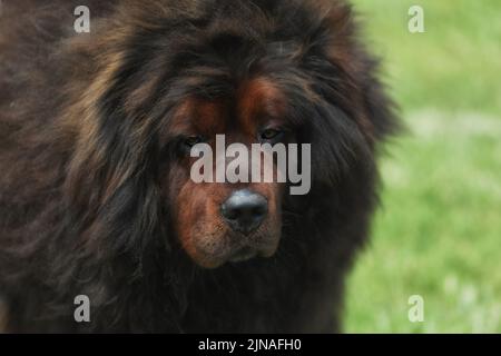 Big tibetan mastiff on the grass outdoor Stock Photo