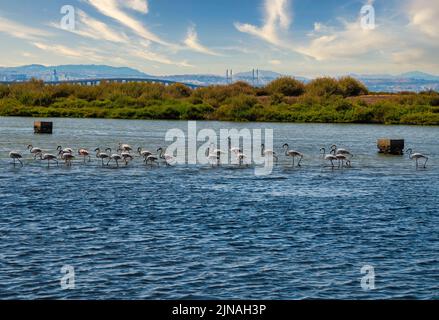 Flamingo Flock In Samouco Saline Foundation For Ambiental Preservation flamingo-flock-in-samouco-saline-foundation-for-ambiental-preservation