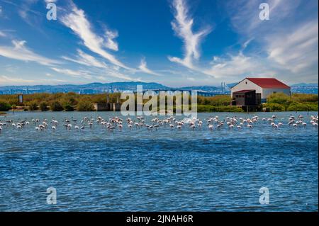 Flamingo Flock In Samouco Saline Foundation For Ambiental Preservation flamingo-flock-in-samouco-saline-foundation-for-ambiental-preservation
