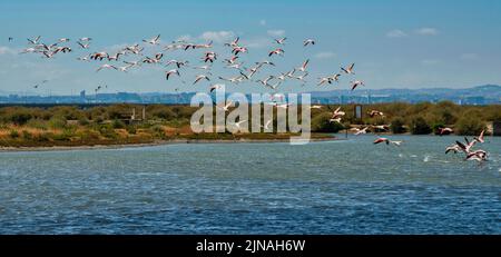 Flamingo Flock In Samouco Saline Foundation For Ambiental Preservation flamingo-flock-in-samouco-saline-foundation-for-ambiental-preservation