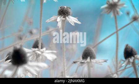 Infrared Red image of Wild Black Eyed Susans in Myakka River State Park in Sarasota Florida USA Stock Photo
