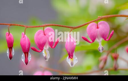 Closeup of Asian Bleeding Heart flower Stock Photo