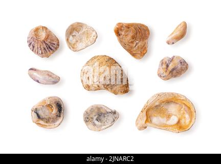 Set of wethered sea shell fragments isolated on a white background. Broken oyster shells made smooth by sea water and sand. Old seashell variety macro Stock Photo