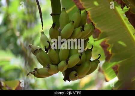 Banana fruits in nature Stock Photo