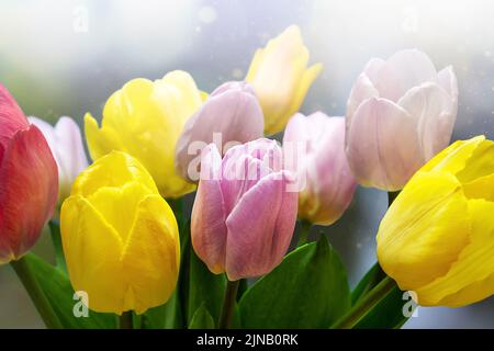bouquet of tulips on a on a colored blurred background close up Stock Photo
