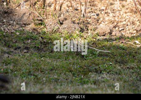 A small common chaffinch surrounded by greenery and plants in a rural area in daylight Stock Photo