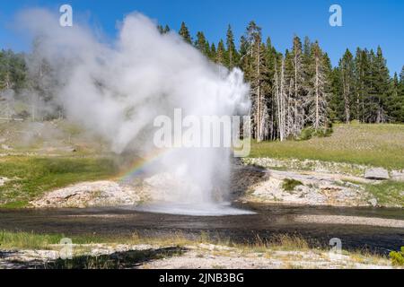 Riverside Geyser erupts in Yellowstone National Park, with a rainbow in Wyoming USA Stock Photo