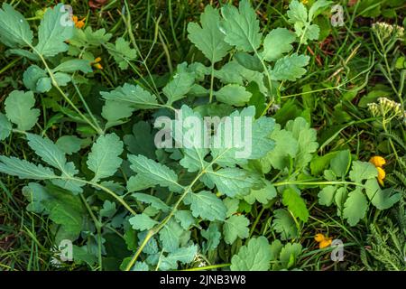 Celandine is a plant with yellow flowers and green leaves. Medicinal plant celandine close-up. Traditional medicine. Stock Photo