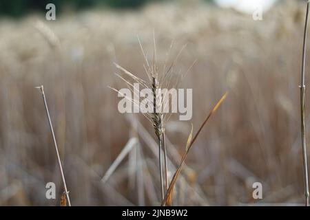 Close up of ear of corn with blurred corn field behind Stock Photo