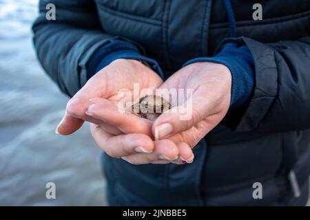 A female holding a small crab in the palm of her hand while on a cold walk on the beach Stock Photo