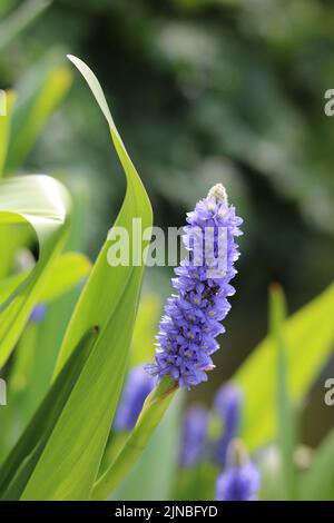 Pontederia cordata or pickerel weed pond plant with flower spike Stock Photo