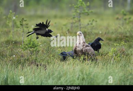 White-tailed eagle (Haliaeetus albicilla) standing guard over food, which it is trying to protect from the local crow and ravens Stock Photo
