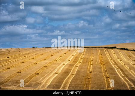 View of a cereal field with square straw bales in the South Downs National Park, East Sussex, England Stock Photo