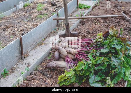 harvest of large beets lies in the garden. The concept of eco-friendly vegetables in the city garden. Stock Photo