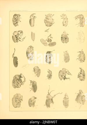 Tertiary rhynchophorous Coleoptera of the United States Stock Photo