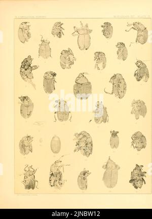 Tertiary rhynchophorous Coleoptera of the United States Stock Photo