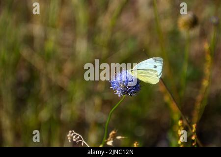 A selective focus shot of a Cabbage white butterfly perched on a blue bonnets flower Stock Photo