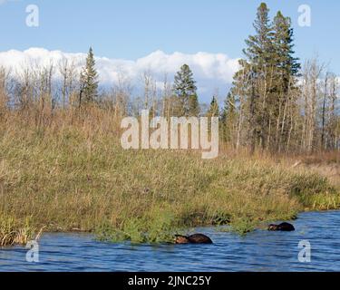 Canadian beavers feeding on young white spruce trees at the edge of a lake in a mixed forest ecosystem, Canada. Castor canadensis, Picea glauca Stock Photo