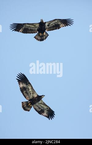 Two bald eagle fledglings flying, Calgary, Alberta, Canada. The young birds are a few months old and recently started to fly. Haliaeetus leucocephalus Stock Photo