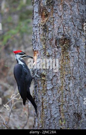 Pileated Woodpecker female bird pecking a hole in a White Spruce tree and eating insects. Dryocopus pileatus, Picea glauca Stock Photo