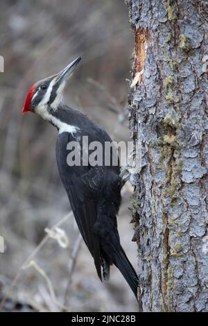Pileated Woodpecker female bird pecking a hole in a White Spruce tree in forest. Dryocopus pileatus, Picea glauca Stock Photo