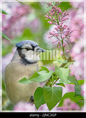 Beautiful Blue Jay in rhe Lilac Bush Stock Photo