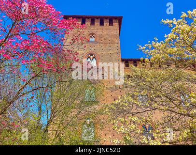 The different colored blossom of Cornus Florida (flowering dogwood) trees at the old brick wall of Visconti Castle, Pavia, Italy Stock Photo