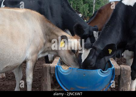 Cows eating from trough made of blue plastic barrels. Cows of different breeds being bred intensively. cows eating hay in cowshed. Cattle eating in th Stock Photo