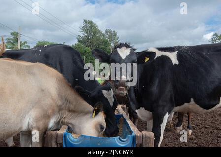 Cows eating from trough made of blue plastic barrels. Cows of different breeds being bred intensively. cows eating hay in cowshed. Cattle eating in th Stock Photo